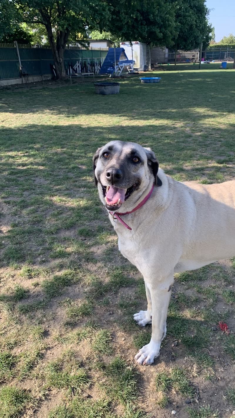 A white and tan dog standing in the outdoor field with play equipment behind