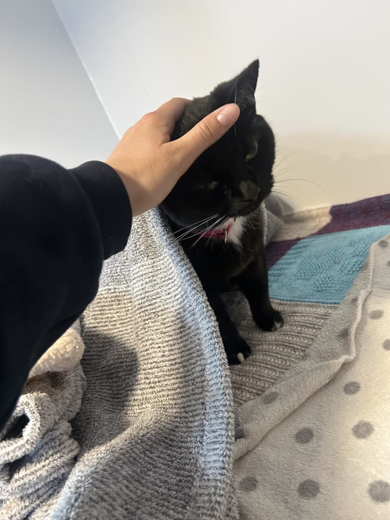 A hand stroking a black cat curled on a blanket indoors