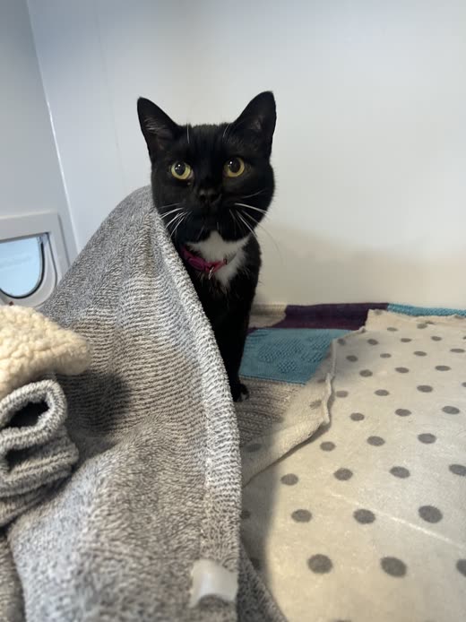 A black cat sitting on a bed in a clean indoor cattery pen