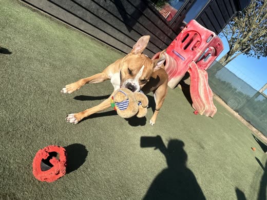 Two tan dogs playing tug with a toy on the artificial grass play area