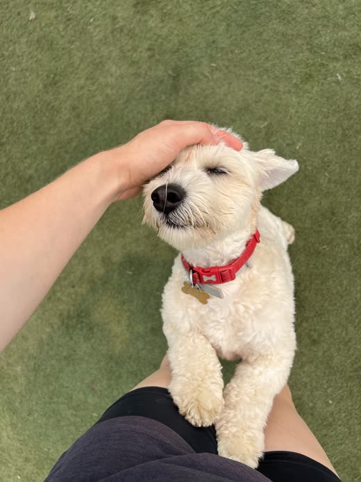 A hand resting on the head of a small white terrier-type dog