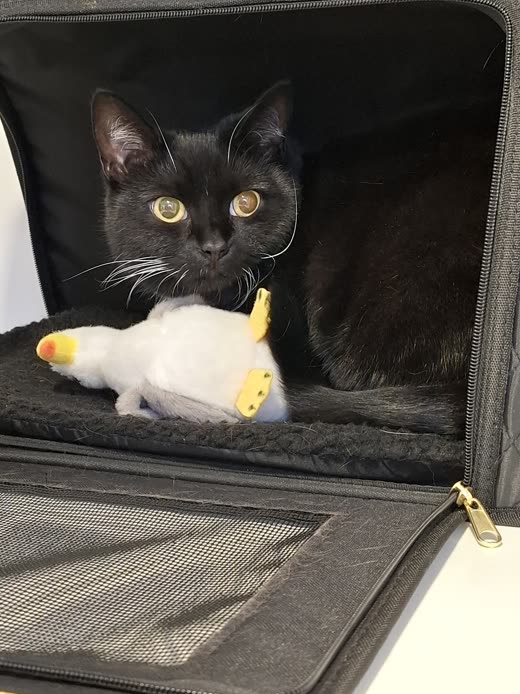 A black cat settled inside a fabric carrier with a plush toy
